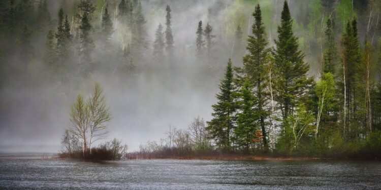 river, forest, fog