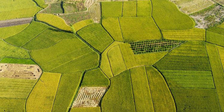 rice fields, agriculture, golden season